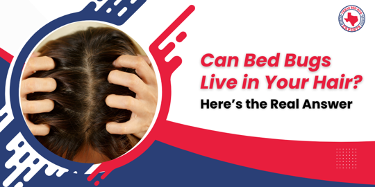 Can Bed Bugs Live in Your Hair?