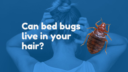 Can Bed Bugs Live in Your Hair?