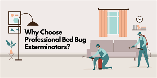 Why Choose Professional Bed Bug Exterminators?
