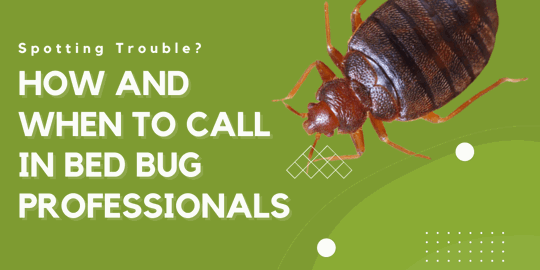 How and When to Call in Bed Bug Professionals
