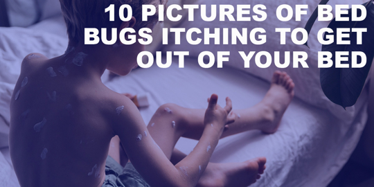 10 Pictures Of Bed Bugs Itching To Get Out Of Your Bed