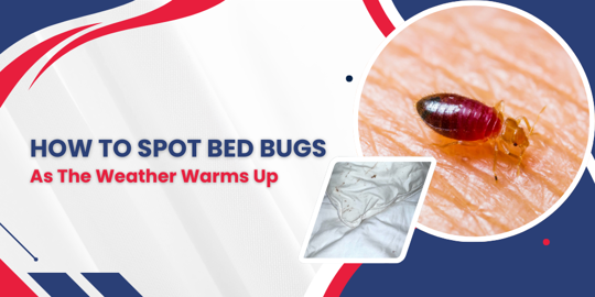 How To Spot Bed Bugs