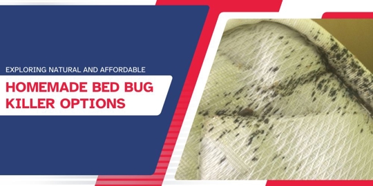 Homemade Bed Bug Killer Options