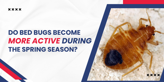 Do Bed Bugs Become More Active During the Spring Season?